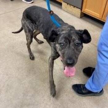 Mixed Breed Dogs Available for Adoption - Arrow | PetCurious