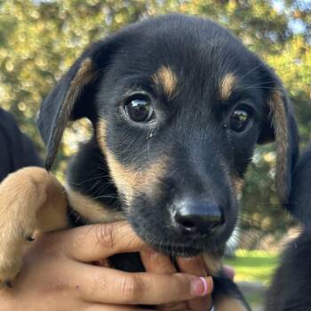 Cinnamon -  Labrador Retriever Dog for Adoption in Richmond, Virginia - Cinnamon | PetCurious