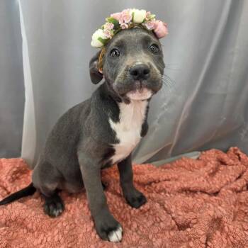 Cane Corso Dogs Available for Adoption in Foley, Alabama - Harleigh | PetCurious