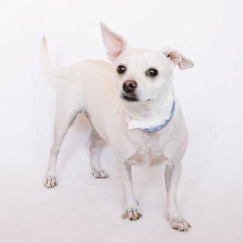 Rosie *Arriving 9/12* D12338 -  Chihuahua and Dachshund Dog for Adoption - Rosie *Arriving 9/12* D12338 | PetCurious