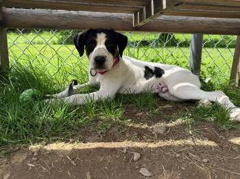 Moe (FOSTERED LOCALLY) -  Hound Dog Available for Adoption in Leverett, Massachusetts - Moe (FOSTERED LOCALLY) | PetCurious