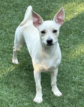 Jack -  Schnauzer and Chihuahua Dog for Adoption in Sarasota, Florida - Jack | PetCurious