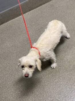 LILA -  Chihuahua Dog for Adoption in Las Vegas, Nevada - LILA | PetCurious