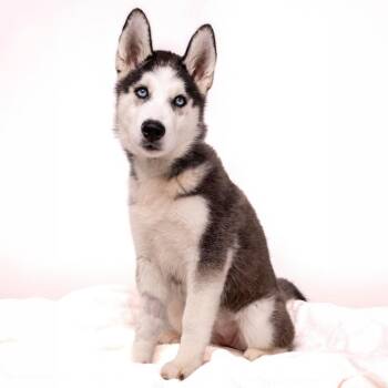 Tasha -  Husky Dog for Adoption in Palm Springs, California - Tasha | PetCurious