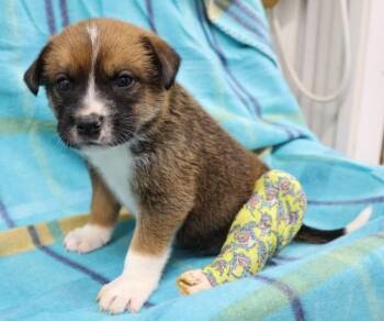 Diamond -  Shepherd Dog for Adoption in Thief River Falls, Minnesota - Diamond | PetCurious