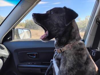 Daisy -  Plott Hound Dog for Adoption in New Braunfels, Texas - Daisy | PetCurious