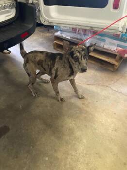 5 -  German Shepherd Dog and Mixed Breed Dog for Adoption in Dallas, Texas - 5 | PetCurious