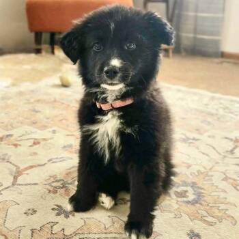 Border Collie Dogs Available for Adoption - Margaret | PetCurious