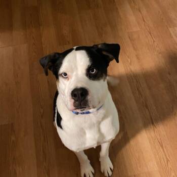 Rescue Husky and Terrier Dogs for Adoption in Phillipsburg, New Jersey - Blue | PetCurious