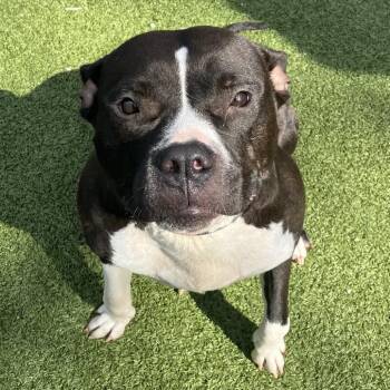 Brenda -  American Bulldog and Mixed Breed Dog for Adoption in Binghamton, New York - Brenda | PetCurious