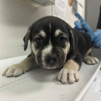 Lemonade -  Mixed Breed Dog for Adoption in Charleston, West Virginia - Lemonade | PetCurious