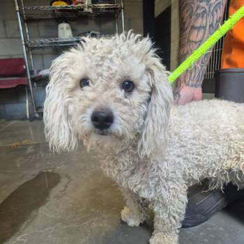 Cristo -  Poodle Dog for Adoption in Yuma, Arizona - Cristo | PetCurious