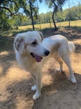 Rescue Great Pyrenees Dogs for Adoption in Longview, Texas - Polar | PetCurious