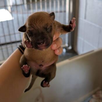 Kourtney -  Plott Hound and Mixed Breed Dog for Adoption in Buchanan Dam, Texas - Kourtney | PetCurious