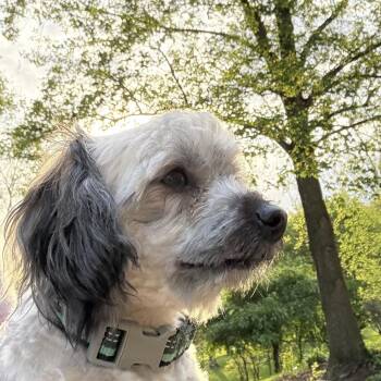 Yorkshire Terrier and Havanese Dogs Available for Adoption in Kokomo, Indiana - Louie | PetCurious