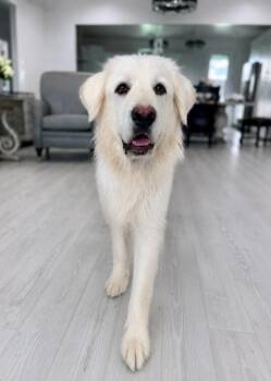 Astrid Meadowkeep -  Great Pyrenees Dog for Adoption in Friendswood, Texas - Astrid Meadowkeep | PetCurious