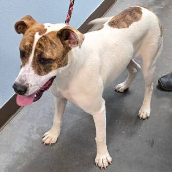 Rosebud -  Pit Bull Terrier and Mixed Breed Dog for Adoption in Idaho Falls, Idaho - Rosebud | PetCurious