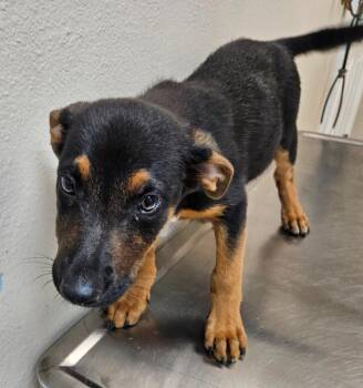 Madchen(Buddy Trail Puppy 2) -  German Shepherd Dog and Australian Cattle Dog Blue Heeler Dog for Adoption in Mocksville, North Carolina - Madchen(Buddy Trail Puppy 2) | PetCurious