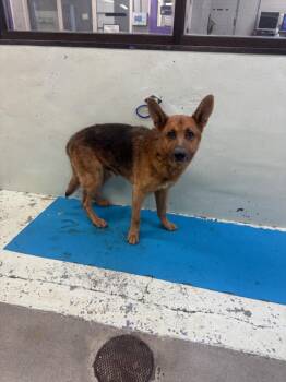 German Shepherd Dog and Mixed Breed Dogs Available for Adoption - BIG DADDY | PetCurious