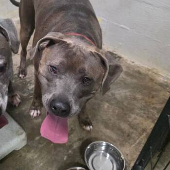Lilly -  Terrier Dog for Adoption in Clanton, Alabama - Lilly | PetCurious