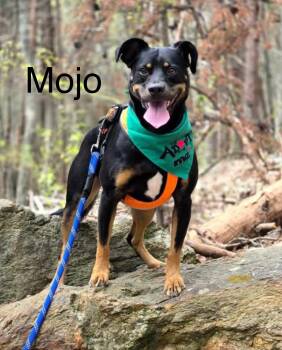 Rescue Retriever Dogs for Adoption in Kings Mountain, North Carolina - Mojo | PetCurious