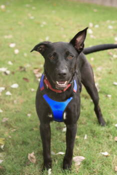 Rescue Labrador Retriever Dogs for Adoption in Southaven, Mississippi - RANGER | PetCurious