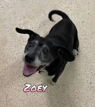 Zoey -  Beagle Dog for Adoption in Muncie, Indiana - Zoey | PetCurious