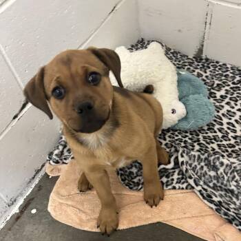 English Bulldog and Australian Cattle Dog Blue Heeler Dogs Available for Adoption - Irene | PetCurious