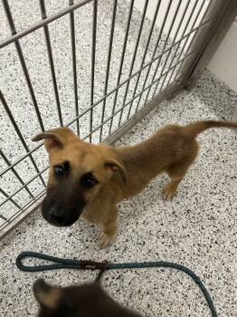 Nugget -  German Shepherd Dog and Mixed Breed Dog for Adoption in Clarksville, Tennessee - Nugget | PetCurious