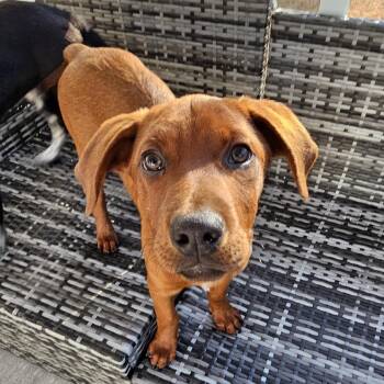 Rhodesian Ridgeback Dogs Available for Adoption - Rudder | PetCurious