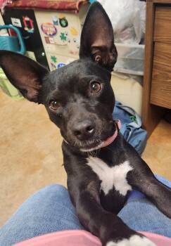 Cambria -  Chihuahua Dog for Adoption in Coppell, Texas - Cambria | PetCurious
