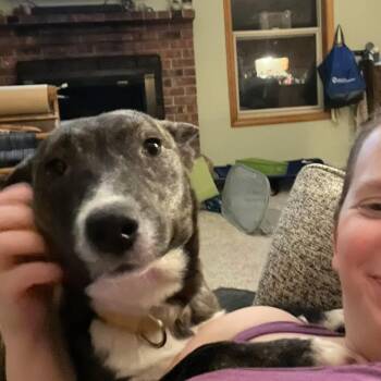 Pit Bull Terrier Dogs Available for Adoption - Noemi  | PetCurious