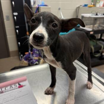 Latte -  Pit Bull Terrier Dog for Adoption in Hinesville, Georgia - Latte | PetCurious