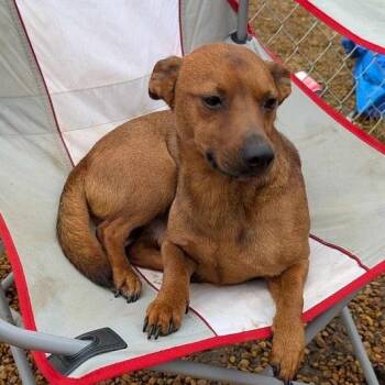 Rescue Mixed Breed Dogs for Adoption in Madison, Wisconsin - Freddy | PetCurious