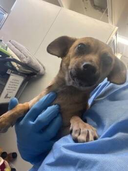 Chihuahua and Mixed Breed Dogs Available for Adoption - Sam | PetCurious