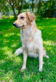 BAILEY -  Golden Retriever Dog for Adoption in Palm City, Florida - BAILEY | PetCurious