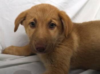 Fifi -  Shepherd Dog for Adoption in Thief River Falls, Minnesota - Fifi | PetCurious