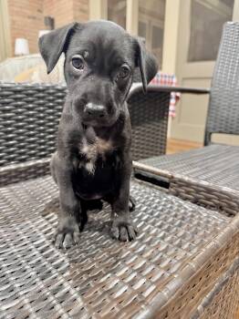 Labrador Retriever Puppies -  Black Labrador Retriever Dog for Adoption in Tunica, Mississippi - Labrador Retriever Puppies | PetCurious