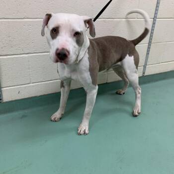 Falcon -  Mixed Breed Dog for Adoption in Memphis, Tennessee - Falcon | PetCurious