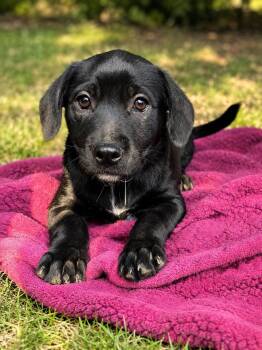Macy -  Labrador Retriever Dog Available for Adoption in Nashville, Tennessee - Macy | PetCurious