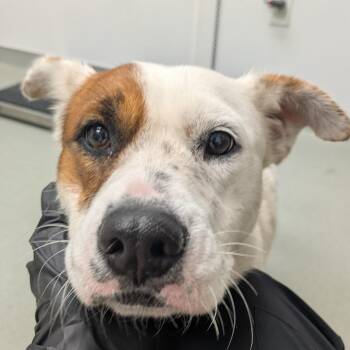 Lorelei -  Shepherd Dog for Adoption in Abilene, Texas - Lorelei | PetCurious