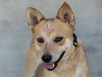 Rescue Mixed Breed Dogs for Adoption in Longmont, Colorado - Tony | PetCurious