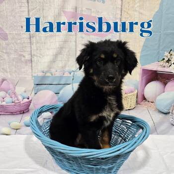 Mixed Breed Dogs Available for Adoption - Harrisburg | PetCurious