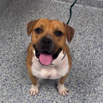 Goldie -  Mixed Breed Dog for Adoption in Greenville, South Carolina - Goldie | PetCurious