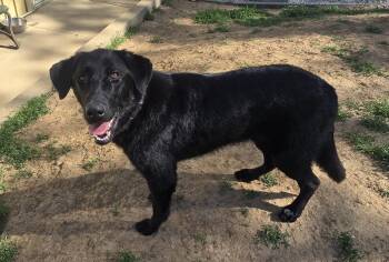 Ranger -  Black Labrador Retriever and German Shepherd Dog Dog Available for Adoption in Keokuk, Iowa - Ranger | PetCurious