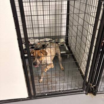 Circe -  Cattle Dog and Mixed Breed Dog for Adoption in St. Louis, Missouri - Circe | PetCurious