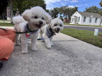 Dobby FH -  Maltese and Bichon Frise Dog for Adoption in Sanford, Florida - Dobby FH | PetCurious