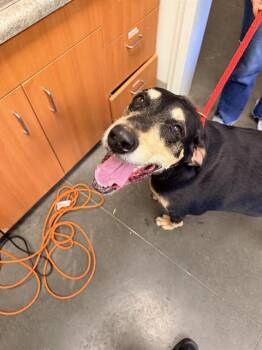 RUGER -  Black And Tan Coonhound Dog for Adoption in Santa Cruz, California - RUGER | PetCurious