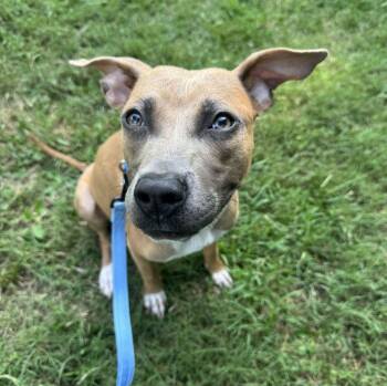 Slim -  Mixed Breed Dog Available for Adoption in Alexandria, Virginia - Slim | PetCurious