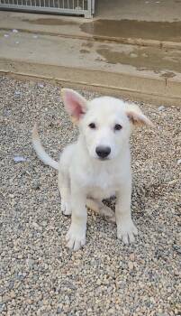 Ciabatta -  Shepherd Dog for Adoption in Estherville, Iowa - Ciabatta | PetCurious